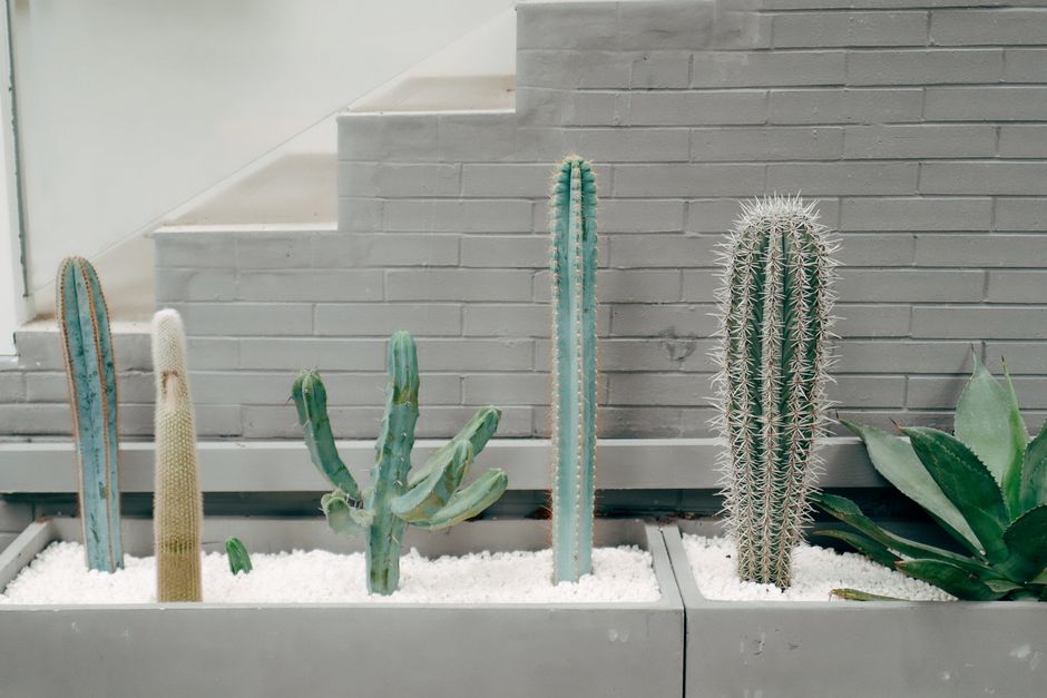 low maintenance indoor plants for austin homes