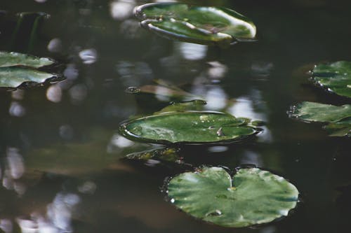 doğa, gölet, Su içeren Ücretsiz stok fotoğraf
