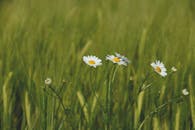 郁郁葱葱的绿地上，洋地黄花盛开的特写细节凸显了大自然的细腻之美