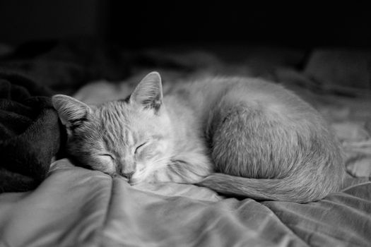 一张黑白特写照片里，可爱的小猫安安静静地睡在床上