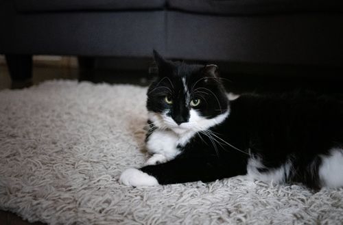 Free A cute black and white tuxedo cat lounging on a fluffy rug indoors. Stock Photo