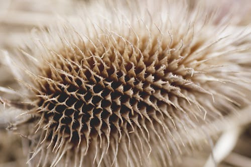 Free stock photo of nature, spines, thistle