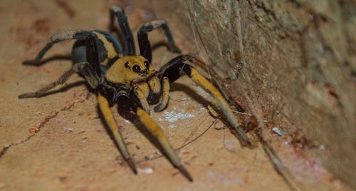 Free stock photo of arachnid, arachnophobia, spider Stock Photo