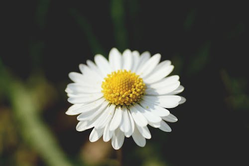 Fleur Blanche Et Jaune