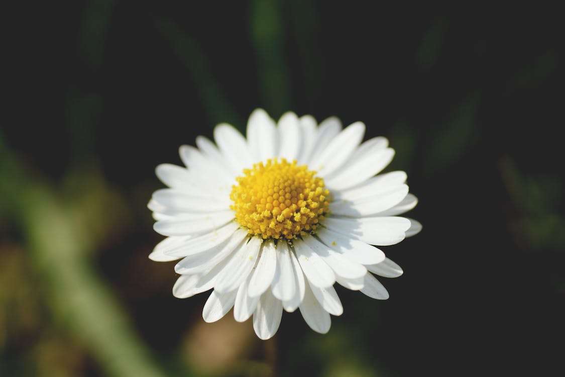 White and Yellow Flower