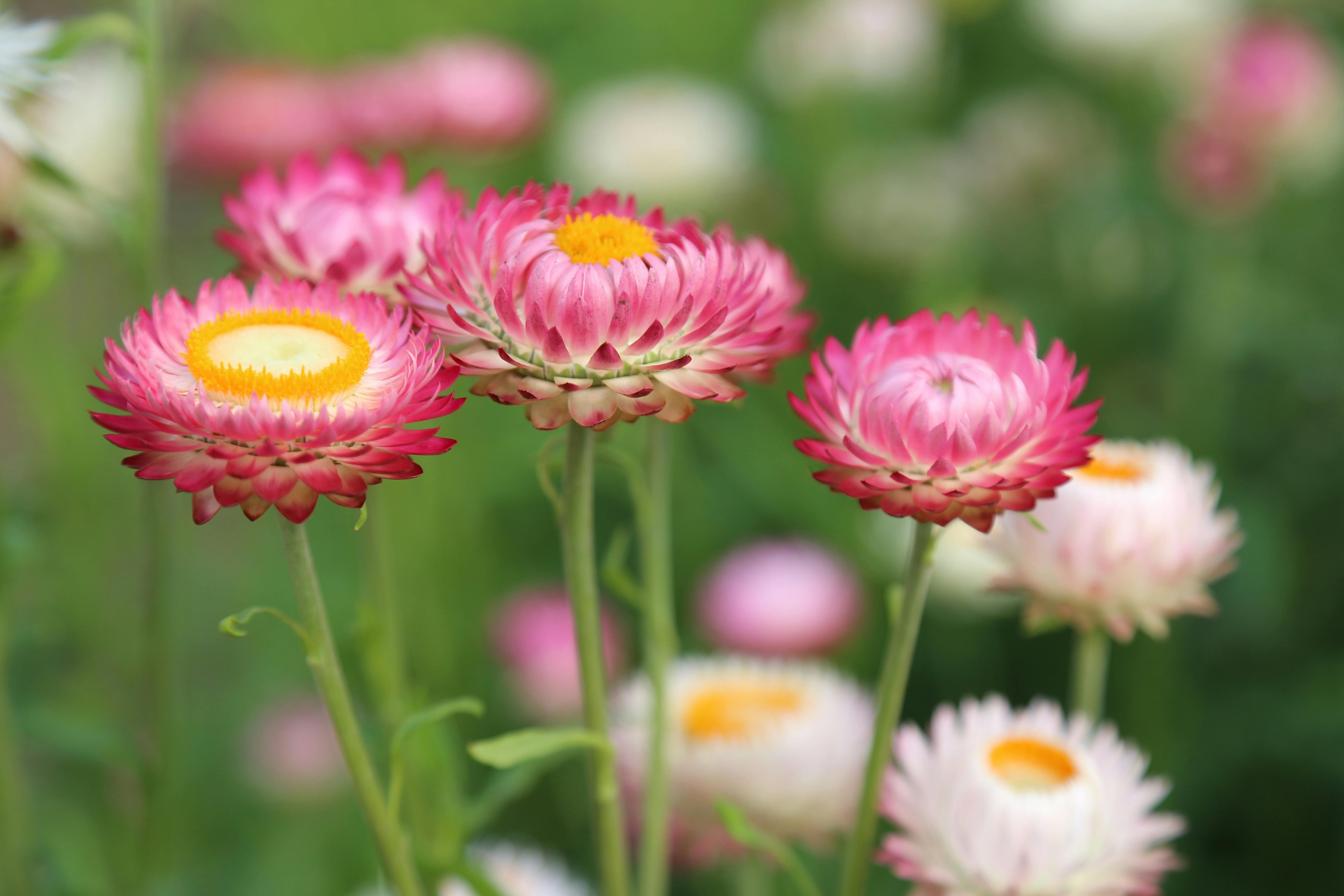 Kostenloses Foto zum Thema blühen, blumen, blüte