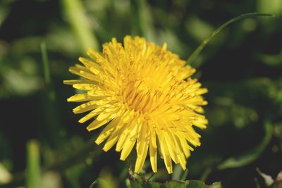 Dandelion plant growing naturally in a green yard