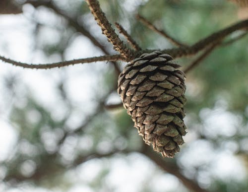 Foto stok gratis backgound kabur, biji pinus, konifer