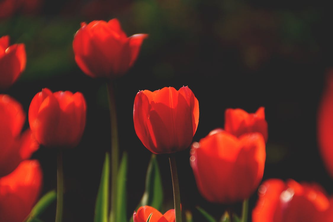 Selektive Fokusfotografie Von Roten Rosenblumen