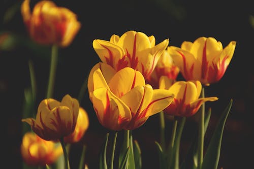 Yellow and Red Broad Petaled Flowers