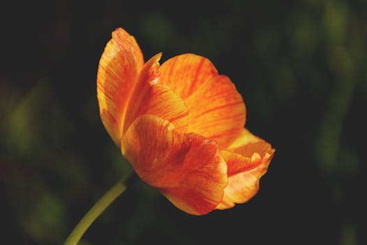 一朵充满活力的橙色郁金香在深色散景背景下盛开，展现了自然之美