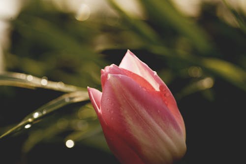 Photographie De Mise Au Point Sélective De Fleur Rose