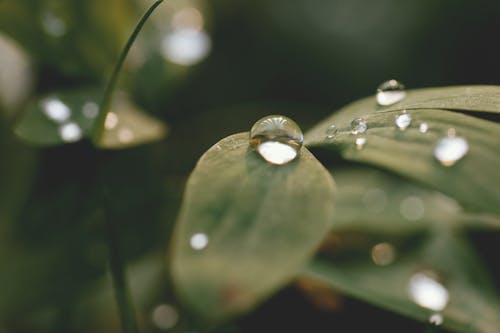 Free Close View of Plant With Morning Dew Stock Photo
