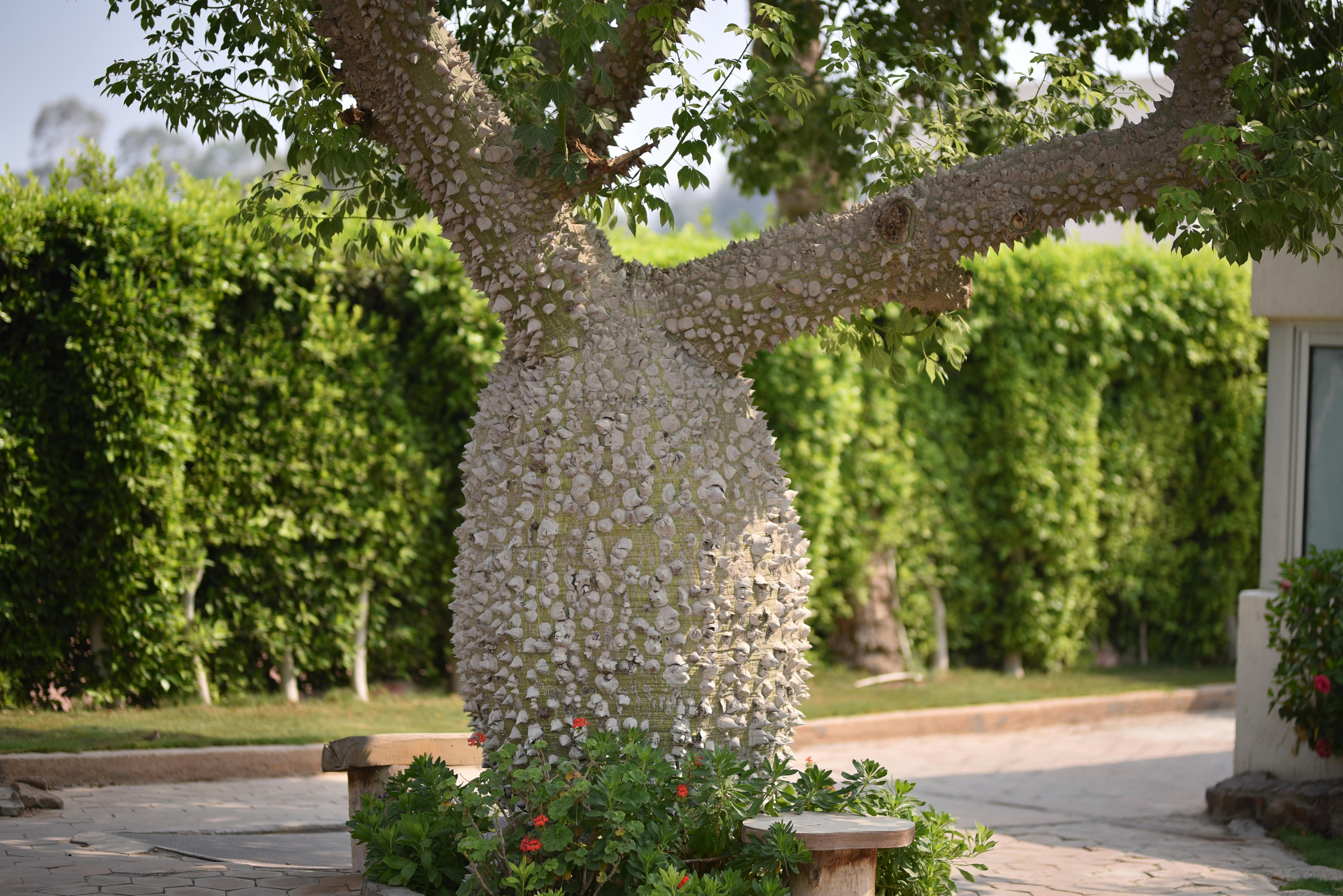 Free stock photo of green, thorns, tree