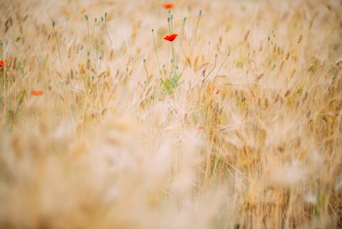 Photos gratuites de clairière, coquelicots, fermer