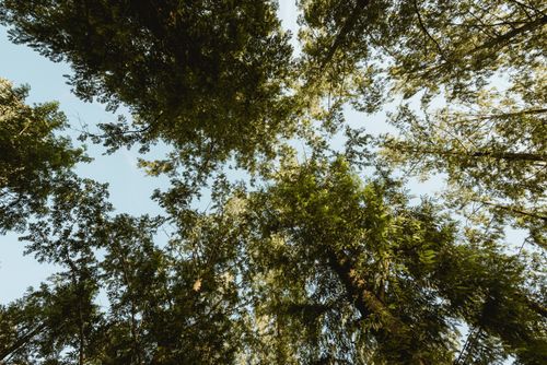 Free Looking up through a serene canopy of lush green tree branches under a clear sky. Stock Photo