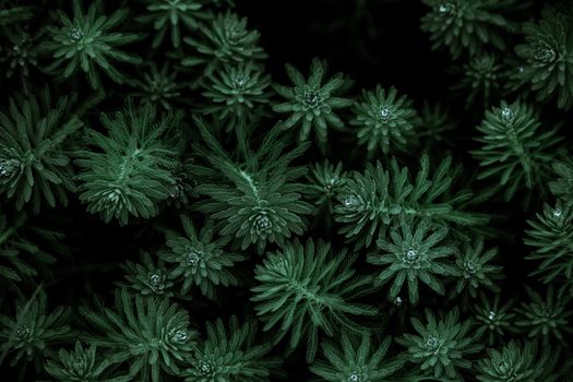 Detailed view of lush green foliage, creating natural symmetrical patterns.