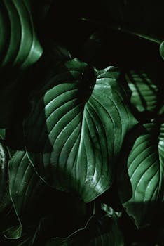 Close-up of lush green leaves with striking textures and shadows, perfect for nature wallpapers.