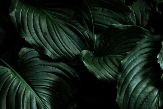 A detailed close-up of dark green leaves with dramatic lighting, perfect for backgrounds.