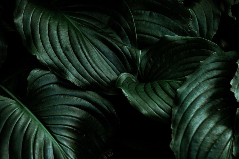 A detailed close-up of dark green leaves with dramatic lighting, perfect for backgrounds.