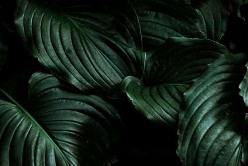 Free A detailed close-up of dark green leaves with dramatic lighting, perfect for backgrounds. Stock Photo
