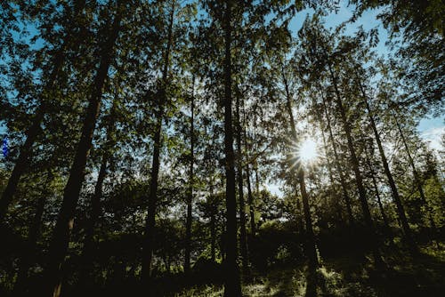 Kostenloses Stock Foto zu grelles sonnenlicht, hohe bäume, holz