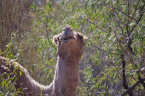 Free stock photo of camel, camels Stock Photo
