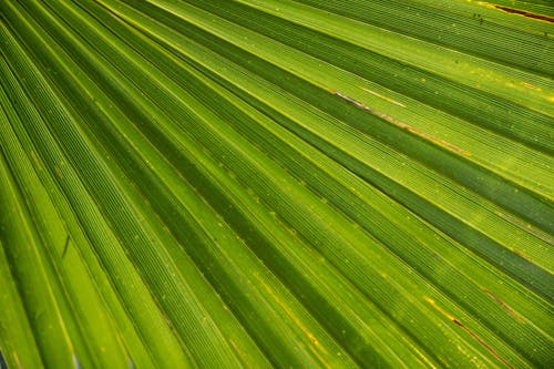 Close-up Photography of Green Fan Palm Leaf