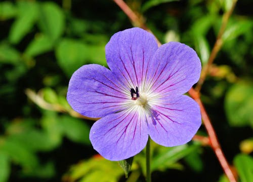 Purple Flower Shallow Focus Photography