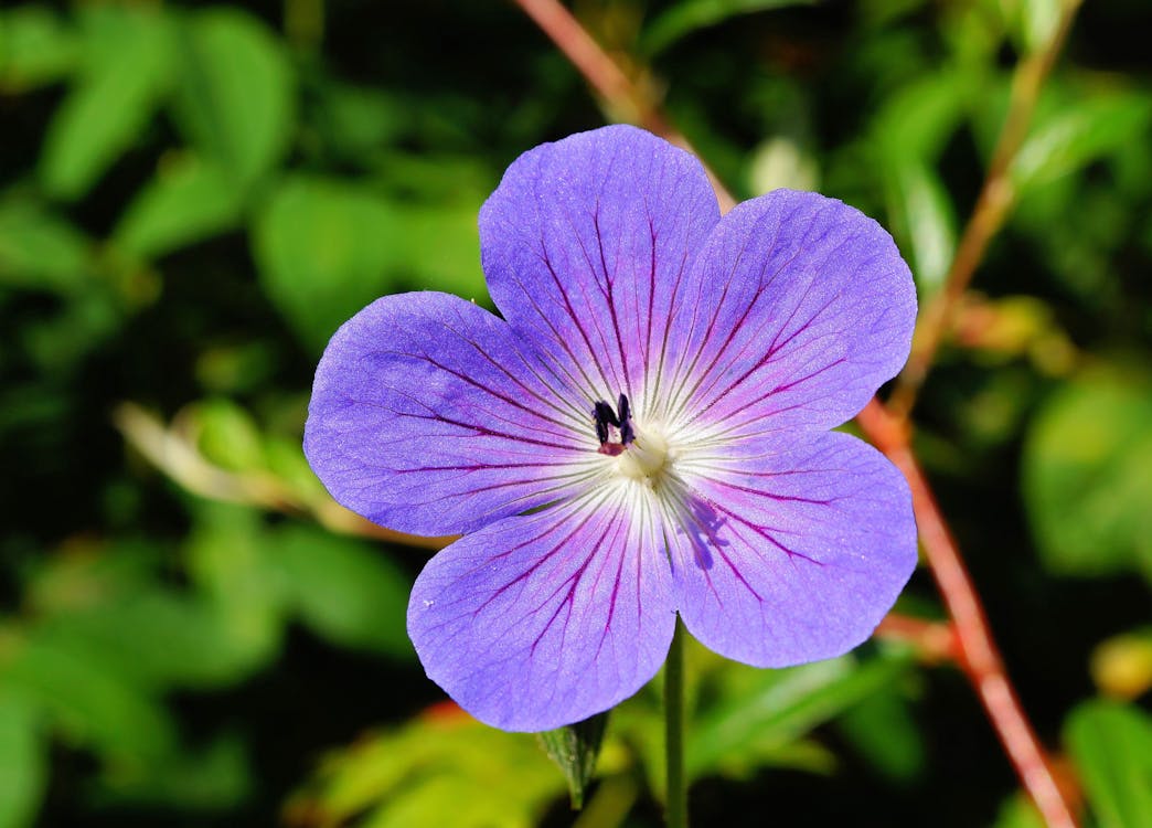 бесплатная Фиолетовый цветок мелкий фокус фотография Стоковое фото