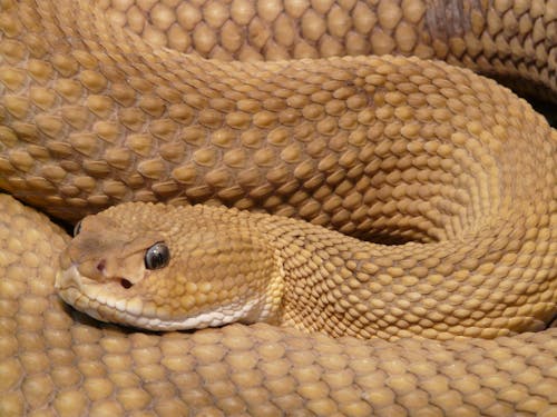 gratis Bruine Viper Snake Stockfoto