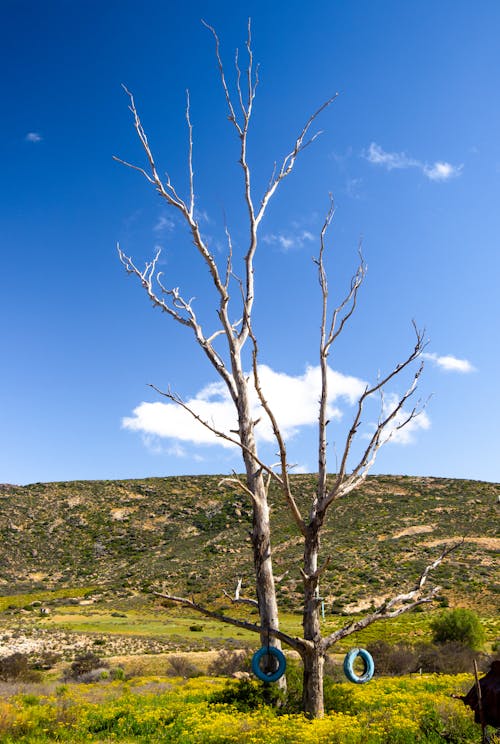 231.426+ Fotos y Imágenes de Árbol de hoja caduca Gratis · Banco de Fotos  Gratis