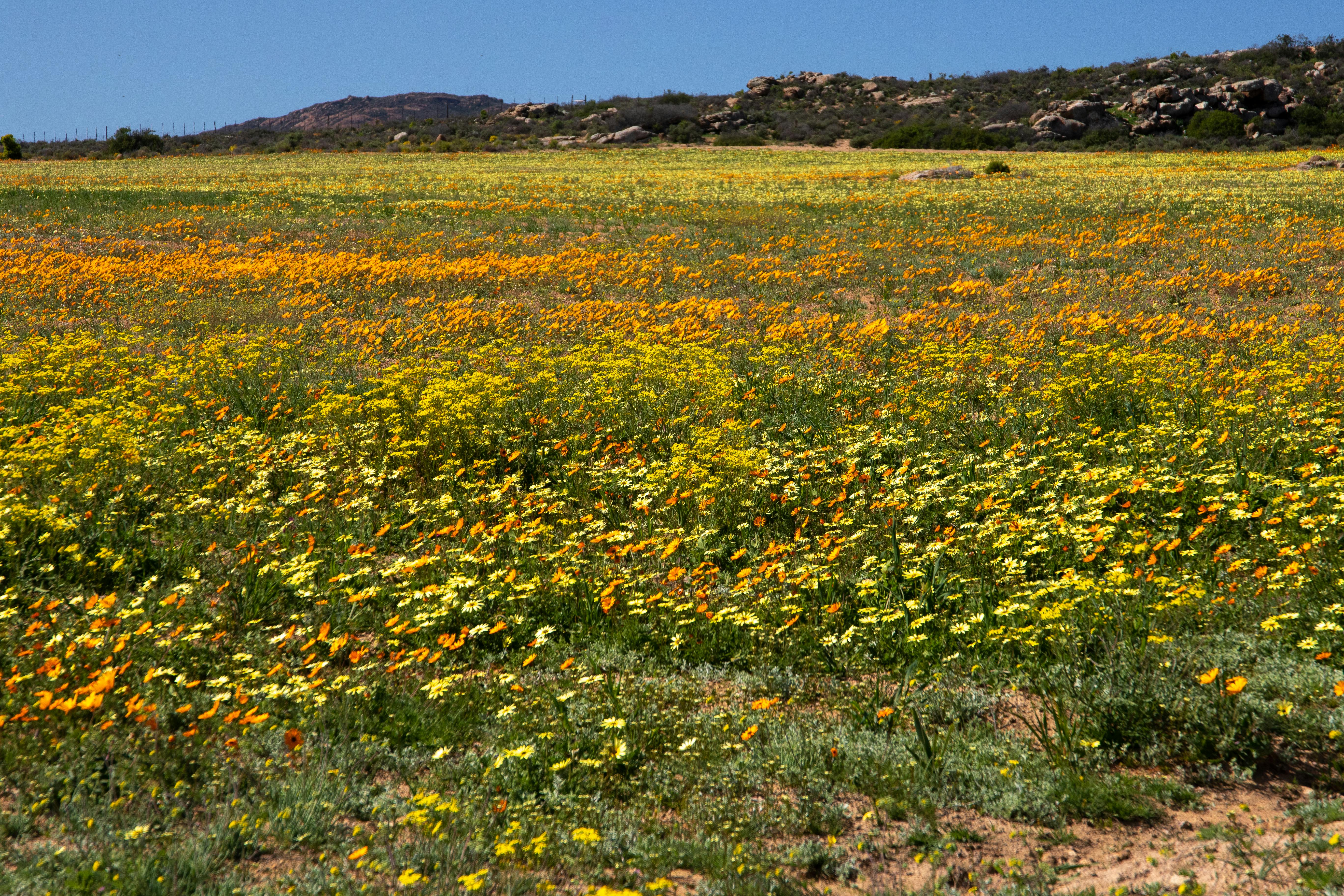 Máy bay Bamboo Airways trên bầu trời