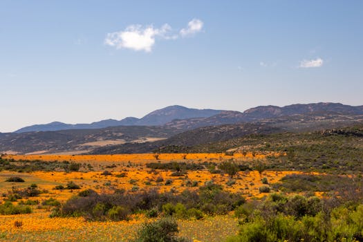Stunning view of vibrant floral fields and mountains in NC, South Africa.