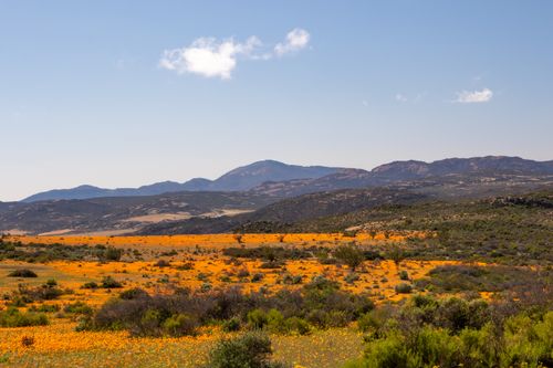 Free Stunning view of vibrant floral fields and mountains in NC, South Africa. Stock Photo
