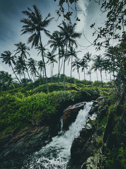 Waterfall in Forest