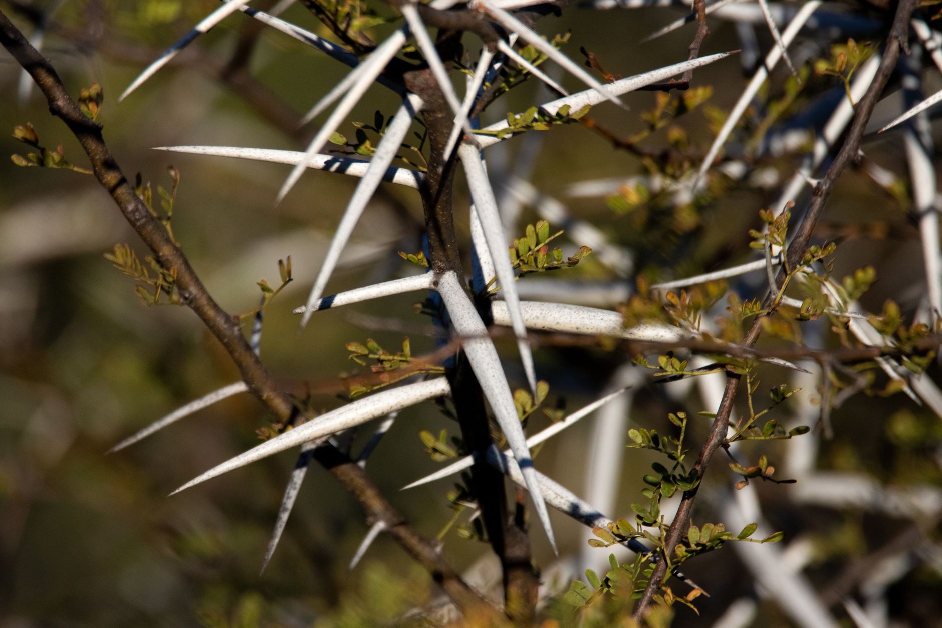 acacia trees, Thorns, Defenses, And Survival In Grazed Habitats acacia trees, Thorns, Defenses, And Survival In Grazed Habitats