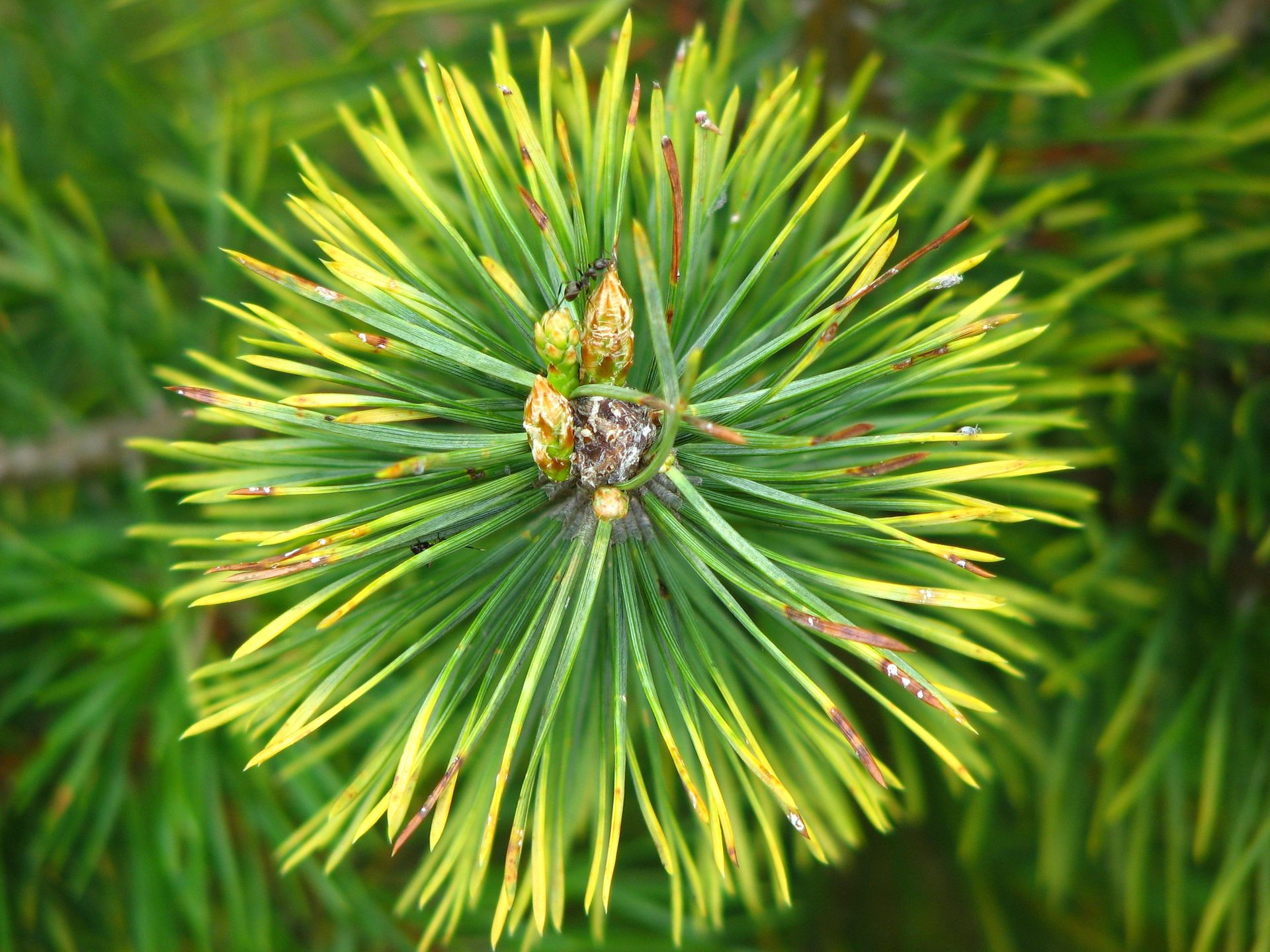 Macro image of green pine needle cluster in bright daylight.