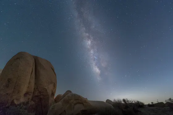 The Milky Way over Joshua trees on a dark night