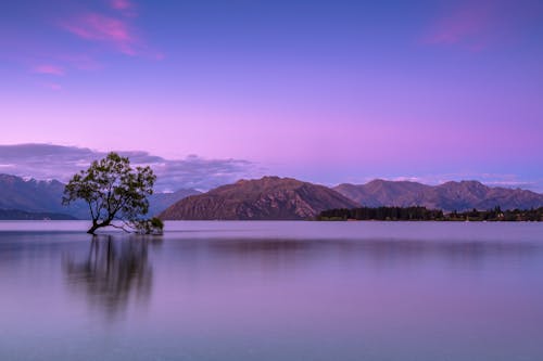 Green Tree on Island Surrounded by Water