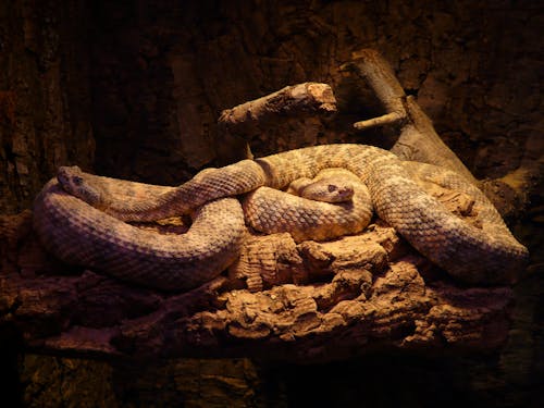 бесплатная 2 коричневые змеи Стоковое фото