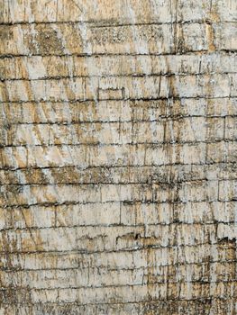 Close-up of a textured, weathered wall showcasing a unique pattern, ideal for backgrounds.