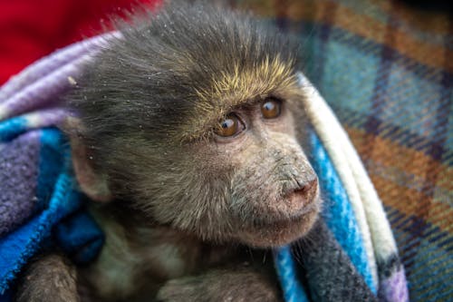 Free A Small Monkey Wrapped in a Blanket Stock Photo