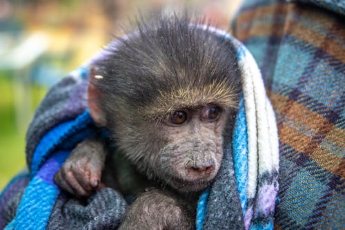 Photo of a Young Macaque on a Blanket