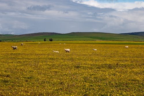 Sheep on a Grass Field