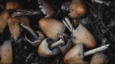 Mushrooms on ground in forest