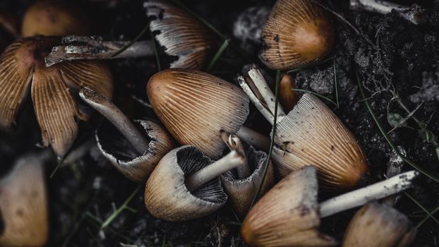Mushrooms on ground in forest