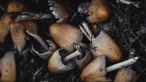 Brown mushrooms on woodland ground