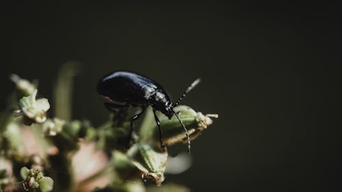 Closeup of small black Altica aenescens beetle eating leaflets of delicate green plant growing in forest
