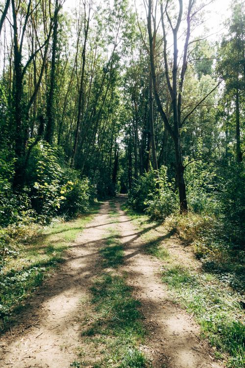 Free Peaceful unpaved forest path surrounded by lush trees on a sunny day. Stock Photo